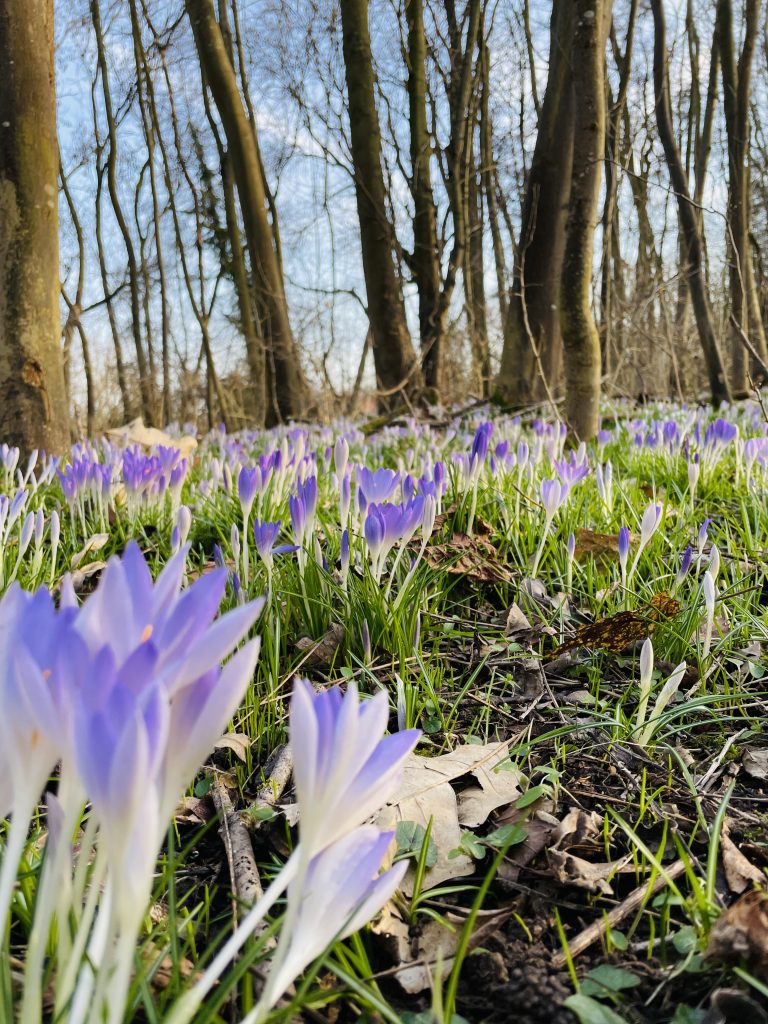 Foto des Tages: Die ersten Frühblüher 1 7F450521 FF35 4F19 8A70 2AF709AA44A6 Janes Magazin