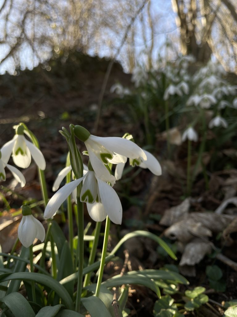 Foto des Tages: Schneeglöckchen 1 9A621084 665E 4C61 9E1B FC7550823188 Janes Magazin