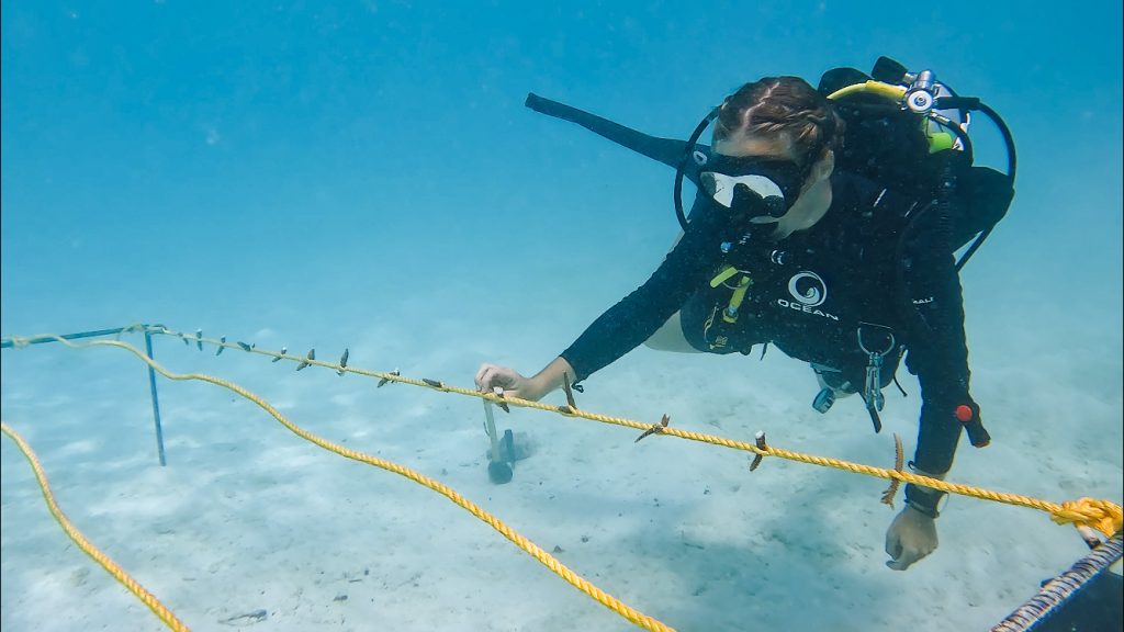 Erste Korallenbaumschule des Radisson Blu Resort Maldives 1 Radisson Blu Resort Coral Nursery Janes Magazin